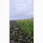 Продам гірчицю жовту - фото № 1