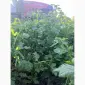 Продам гірчицю жовту - фото № 4
