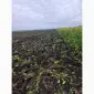 Продам гірчицю жовту - фото № 2