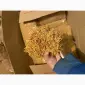Тютюн Вірджинія Голд – м’який - фото № 1