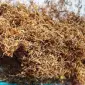 Табак лапшой 0.5-0.8 Берли Вирджиния Махорка-Европейского качества!низкая цена - фото № 6