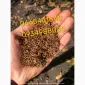 Табак Вирджиния / Берли / Кстанти / Мальбро / Кап Блек / Давидофф / Гильзы / Трубки - фото № 16