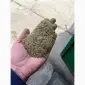 Купимо махорку в дуже великих обсягах - фото № 1