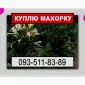 Шукаю махорку від виробника - фото № 1