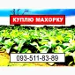 Махорка - фото № 1
