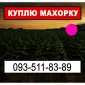 Шукаю махорку - фото № 1