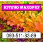 Закупка махорки - фото № 1