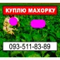 Куплю хорошую махорку для личного использования - фото № 1
