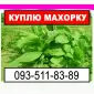 Покупаю махорку с Ваших грядок - фото № 1
