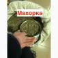 Махорка 2025 року для справжніх цінителів - фото № 1