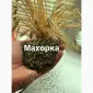 МАХОРКА - САМОСАД по народному ! продам - фото № 1