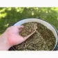Самосад вкусненький - фото № 1