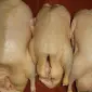 Тушки домашних мускусных уток,индоуток - фото № 1