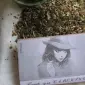 Продаю САМОСАД махорка - фото № 1