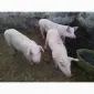 Домашний махорка - самосад а также табак хлопья и лапша порезка 2 сорта все домашнее - фото № 4