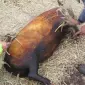 Свинина туша /напів-туша/четвертина - фото № 1