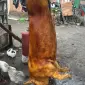 Туша, півтуша свинини - фото № 1