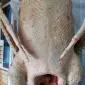 Тушка гуся, куры, утка, гусиный жир, перепела - фото № 1