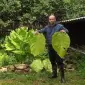 Махорка махорка домашняя махорка - фото № 3
