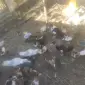 Утка качка домашня для запікання тушка живі - фото № 1