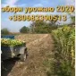 Пропонується Тютюн Virginia 700 грн за 1 кг - фото № 9