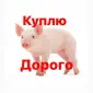 Куплю поросят - фото № 1