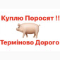 Куплю поросят свиней оптом - фото № 1
