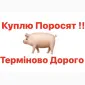 Куплю поросята свиньи - фото № 1