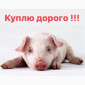 Закупка поросят от 8 до 25 кг в Черкассах - фото № 1