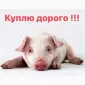 Поросята закупка поросят по всій Україні - фото № 1