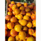 Продается абрикос 2025 года урожая - фото № 2