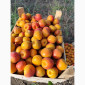 Продается абрикос 2025 года урожая - фото № 9