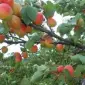 Гуртова продажа стиглого абрикосу для бізнесу - фото № 1