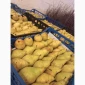 Пропонується груша Нояберська - фото № 2
