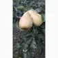 Пропонується груша сорту Ноябрська - фото № 1