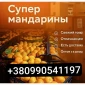Продаются мандарины оптом - фото № 1