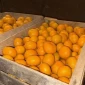 Продаются мандарины оптом - фото № 3