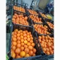 Мандарини сорту Нова у продажу - фото № 1
