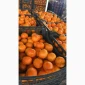 Продаж елітних мандаринів Клементин - фото № 3
