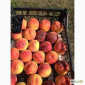 Солодкі персики гуртом - для ринку - фото № 1
