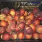Персики з Миколаївської області - продаж від 5 тонн напряму з саду - фото № 1