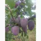 Продаються сливи високої якості - фото № 1