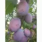 Продаються сливи високої якості - фото № 3