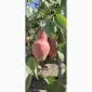 Продам яблука - фото № 5