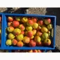 Продам яблоки Экстра класса - фото № 6