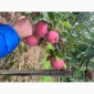Продам яблоки Экстра класса - фото № 7