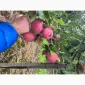 Продам яблоки Экстра класса - фото № 7