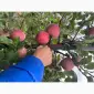 Продам яблоки Экстра класса - фото № 8