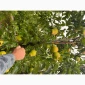 Продам яблоки Экстра класса - фото № 9