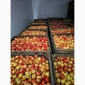 Продам яблука фрешовані з холодильника оптом - фото № 1